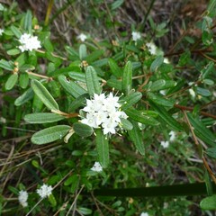 Phebalium squamulosum