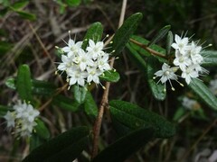 Phebalium squamulosum