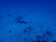 Rachycentron canadum