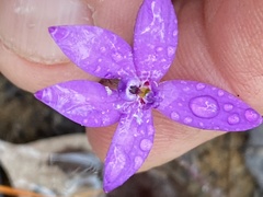 Glossodia minor