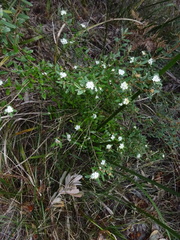 Phebalium squamulosum
