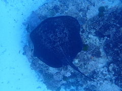 Taeniurops meyeni