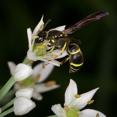 Ancistrocerus adiabatus