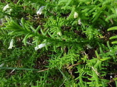 Chloanthes stoechadis