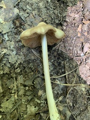 Entoloma strictius
