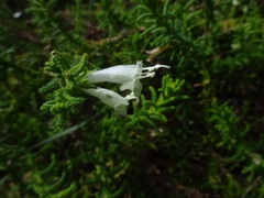 Chloanthes stoechadis