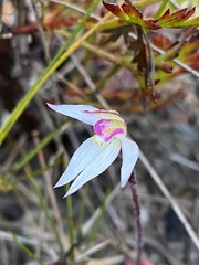 Caladenia alata