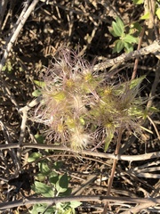 Clematis ligusticifolia