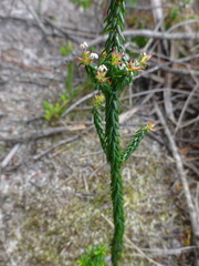 Leucopogon microphyllus