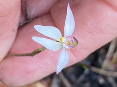 Caladenia alata
