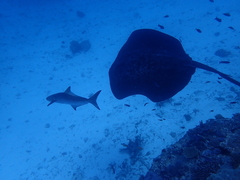 Rachycentron canadum