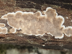 Dendrophora versiformis