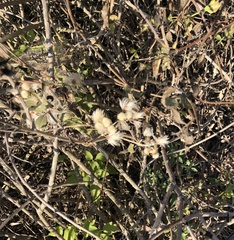Clematis ligusticifolia