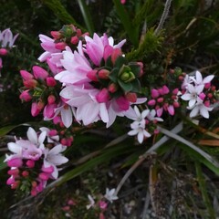 Philotheca buxifolia