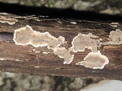 Dendrophora versiformis