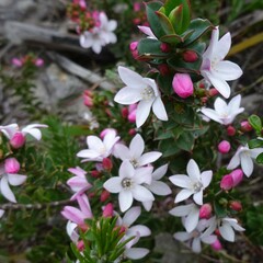 Philotheca buxifolia