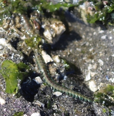 Phyllodocida