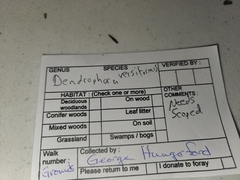 Dendrophora versiformis