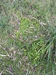 Asparagus asparagoides