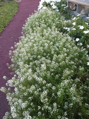 Lobularia maritima