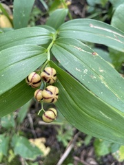Maianthemum stellatum