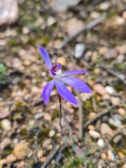 Cyanicula caerulea