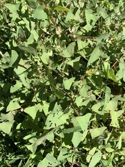 Persicaria perfoliata