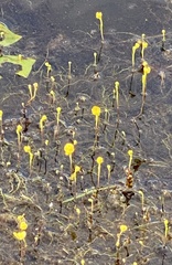 Utricularia gibba