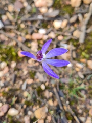 Cyanicula caerulea
