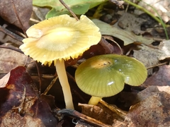 Gliophorus psittacinus