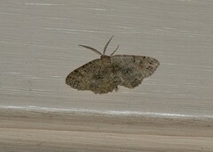 Melanolophia canadaria