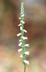 Spiranthes tuberosa