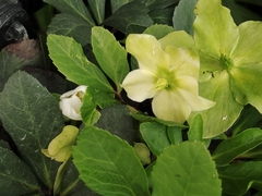 Helleborus viridis