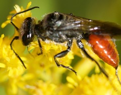 Astata