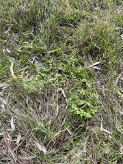 Asparagus asparagoides