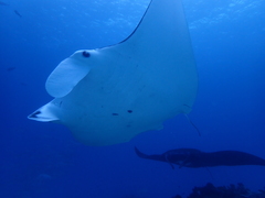 Mobula alfredi