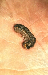 Mamestra brassicae