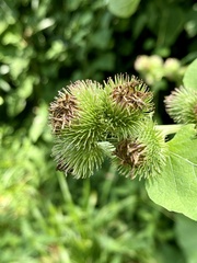 Arctium minus
