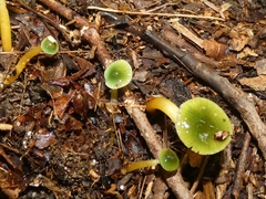 Gliophorus psittacinus