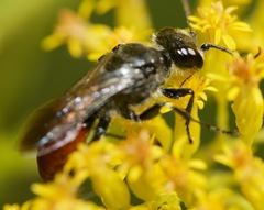 Astata