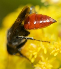 Astata