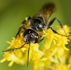 Astata