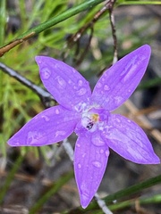 Glossodia minor