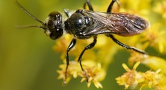 Astata