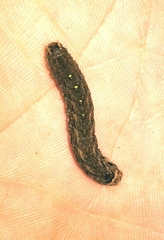 Mamestra brassicae