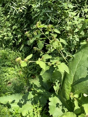 Arctium minus