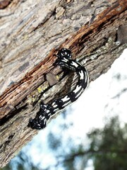 Acronyctodes mexicanaria