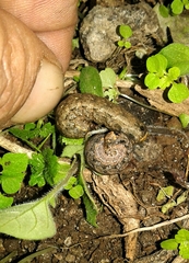Mamestra brassicae