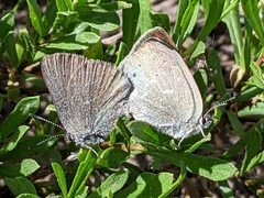 Satyrium semiluna