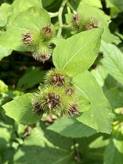 Arctium minus